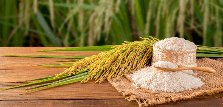 Pure Seeds — BT Agrotech