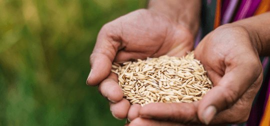 Pure Seeds — BT Agrotech