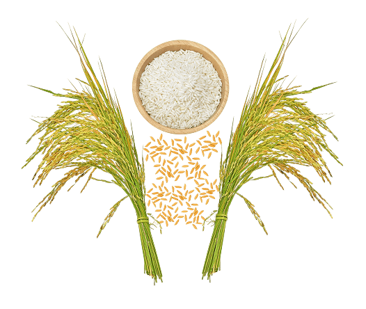 BT Agrotech — Pure Seeds Pure Result